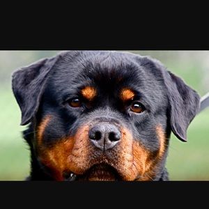 Meet your Posher, Ben